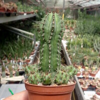 Euphorbia fruticosa
