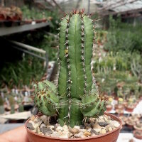 Euphorbia fruticosa