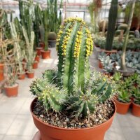 Euphorbia fruticosa