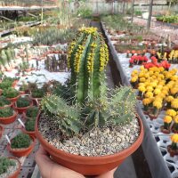 Euphorbia fruticosa