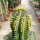 Euphorbia fruticosa