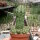 Euphorbia fruticosa