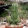 Euphorbia fruticosa