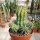 Euphorbia fruticosa