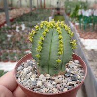 Euphorbia fruticosa f. nudum Jemen