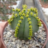 Euphorbia fruticosa f. nudum Jemen