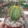 Euphorbia fruticosa f. nudum Jemen