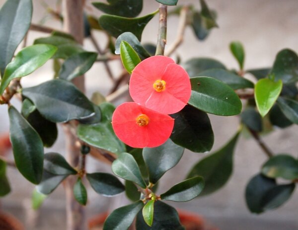 Euphorbia geroldii Vohemar, Madagaskar, leicht sandiger Waldboden
