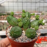 Euphorbia globosa