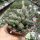 Euphorbia globosa