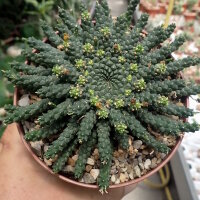 Euphorbia gorgonis