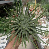 Euphorbia gorgonis
