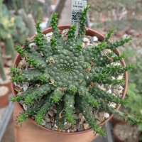 Euphorbia gorgonis
