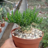 Euphorbia gorgonis