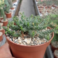 Euphorbia gorgonis