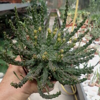 Euphorbia gorgonis