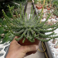Euphorbia gorgonis