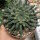Euphorbia gorgonis