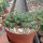 Euphorbia gorgonis