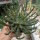 Euphorbia gorgonis