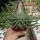 Euphorbia gorgonis