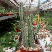 Euphorbia greenwayi