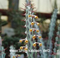 Euphorbia greenwayi