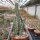 Euphorbia greenwayi