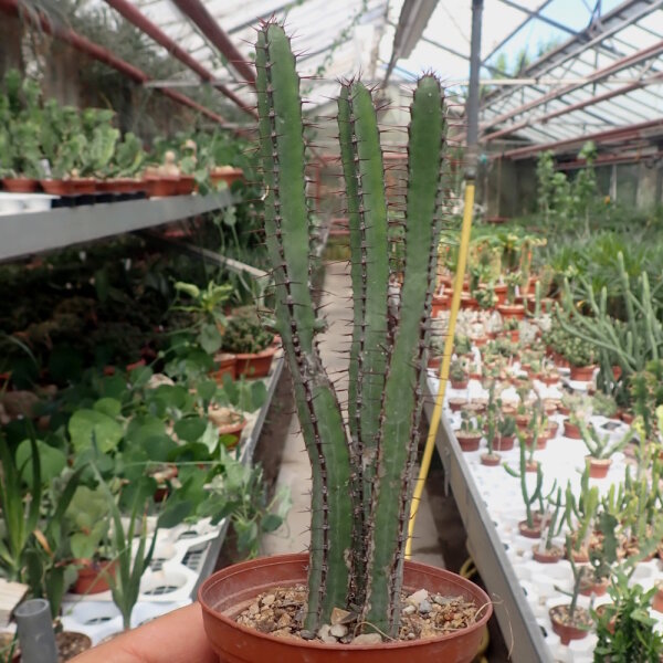 Euphorbia griseola