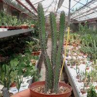 Euphorbia griseola