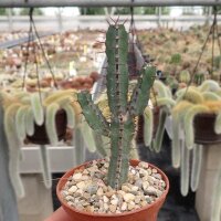 Euphorbia griseola