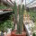 Euphorbia griseola
