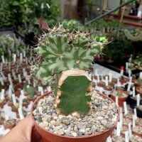 Euphorbia groenewaldii gepfr.