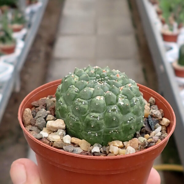 Euphorbia gymnocalycioides