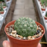 Euphorbia gymnocalycioides