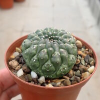 Euphorbia gymnocalycioides