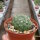 Euphorbia gymnocalycioides