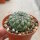 Euphorbia gymnocalycioides