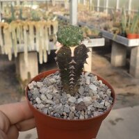 Euphorbia gymnocalycioides gepfr.
