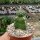 Euphorbia gymnocalycioides gepfr.