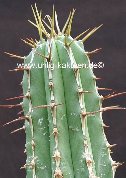 Euphorbia handiensis