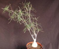 Euphorbia hedyotoides