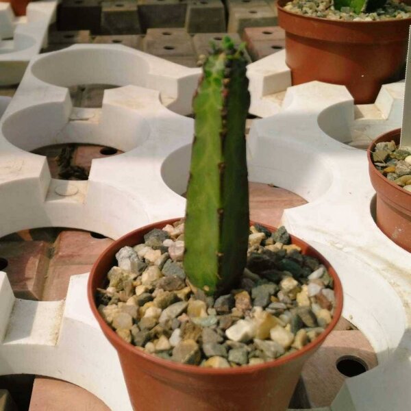 Euphorbia heterochroma