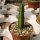 Euphorbia heterochroma