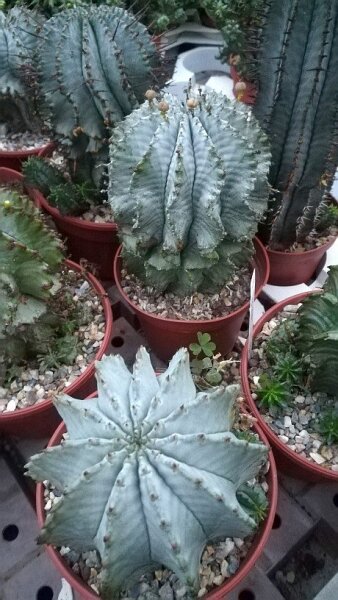 Euphorbia horrida alba