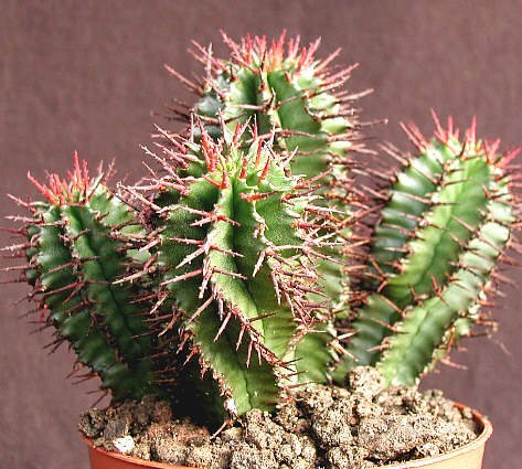 Euphorbia horrida Südaftika