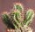 Euphorbia horrida Südaftika