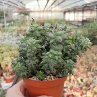 Euphorbia horrida monstrosa