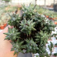 Euphorbia horrida monstrosa