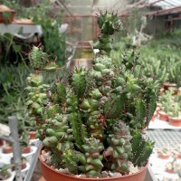 Euphorbia horrida monstrosa